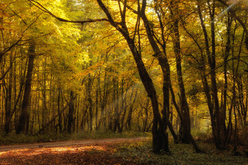 Goldener Herbstwald in Deutschland
