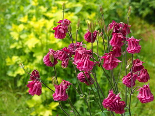 GARDEN MAY FLOWERS PINK BLOSSOM © LookLook