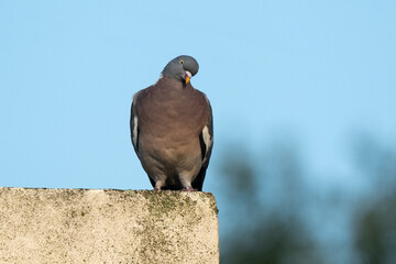 Obraz premium Pigeon ramier