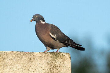 Pigeon ramier