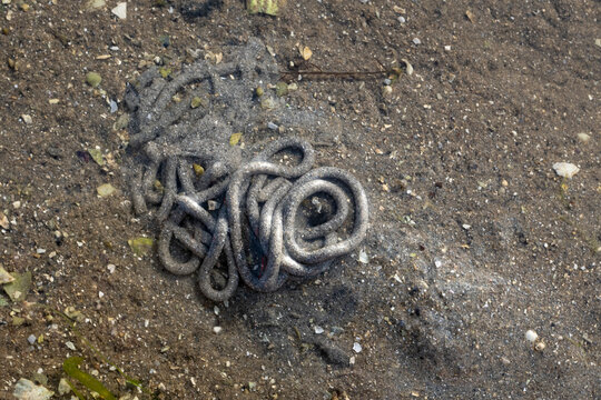 Ver de mer, ar&eacute;nicole