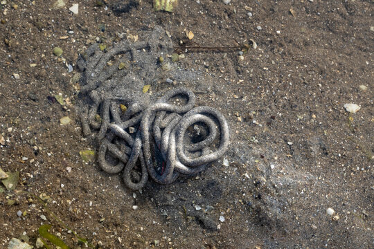 Ver de mer, ar&eacute;nicole