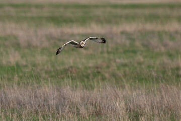 Hibou des marais