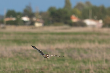 Hibou des marais