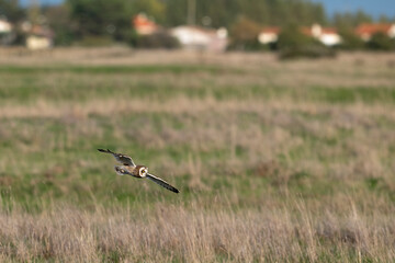 Hibou des marais