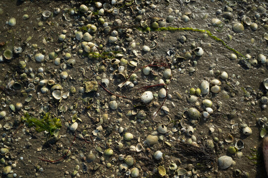 coquillages