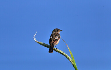ノビタキ♀幼鳥