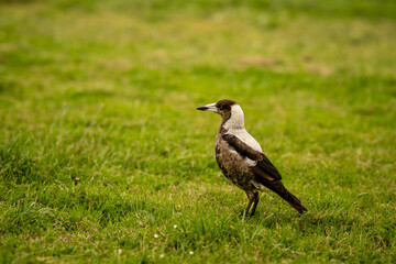 Close up of magpie walking on grassy field in springtime, Timboon, Victoria, Australia