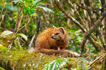 Mangouste dans la forêt	