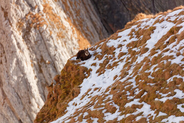 Resting chamois