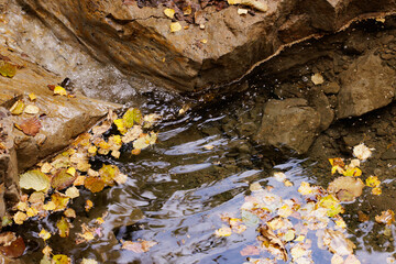 Serene autumn stream flows gently among colorful fallen leaves in a tranquil natural setting