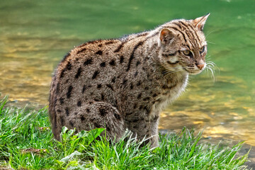 Chat Viverrin, chat pêcheur dans la végétation, en gros plan	
