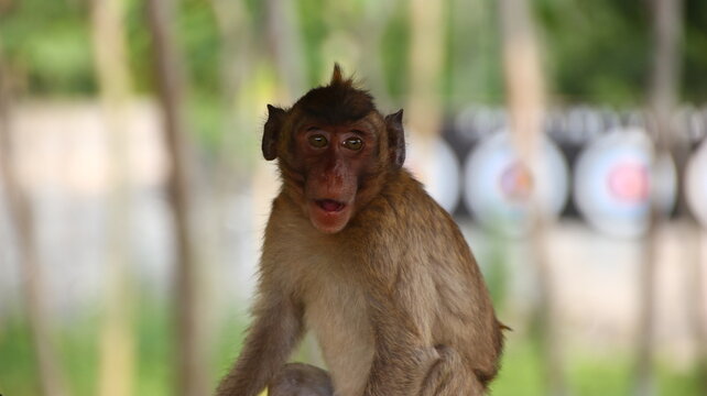 Monkey stares intently at the camera in outdoor setting with blurred targets in the distance, creating a curious and engaging wildlife moment.