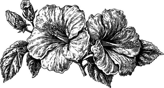 Hibiscus flower in black and white outline. Detailed vector illustration with artistic leaves and vintage style set for decoration.