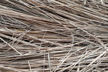 Dry grass. Texture of dried grass stems, background.