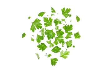 Fresh green parsley leaves, complete sprigs and chopped, vibrant emerald, crisp, wet, scattering, falling, diffused lit on transparent studio background with copy space, culinary readiness concept