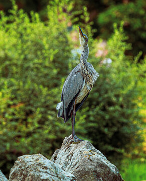 czapla siwa