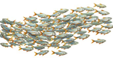 A dynamic school of iridescent silvery-blue minnows with vibrant yellow-orange fins, detailed watercolor illustration moving upward-right on a transparent background, concept of unity and group