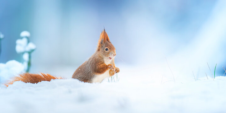 Squirrel sitting in a tree in winter and looking for food.