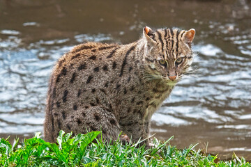 Chat Viverrin, chat p&ecirc;cheur dans la v&eacute;g&eacute;tation, en gros plan	
