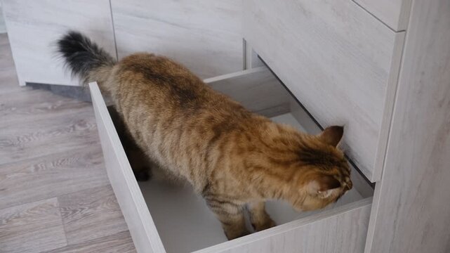 Cute fluffy calico cat exploring cabinet, closet in the living room. Curious domestic cat, That likely lad can turn the calmest day into a whirlwind of excitement