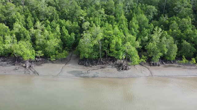 Mangrove forests thrive on the island of Papua, Indonesia. This tropical region boasts high biodiversity.