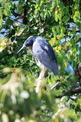 Black-Crowned Night-Heron Perched in Sunny Tree