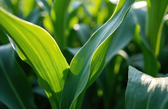 Close up photo of green corn leaves bathed in sunlight. Fresh healthy cornfield leaves in a bright natural eco field. Plants cultivation for the food production background. - Powered by Adobe