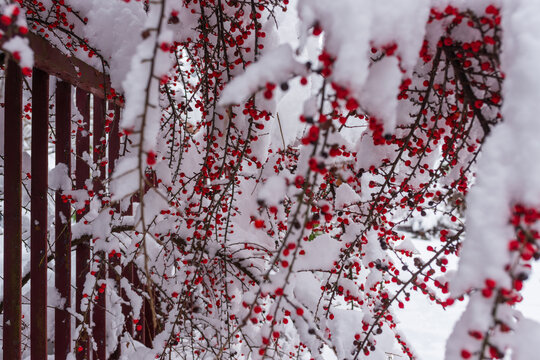 Thin arching branches filled with red berries are heavily covered with thick layers of snow. The intricate pattern of vines creates a striking contrast of color and winter texture.