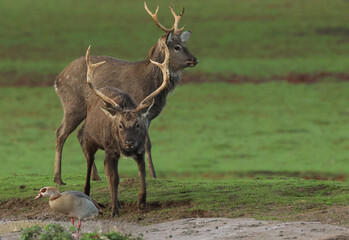 Two magnificent stag Manchurian Sika Deers, Cervus nippon mantchuricus, standing next to each other in a meadow during the rutting season.