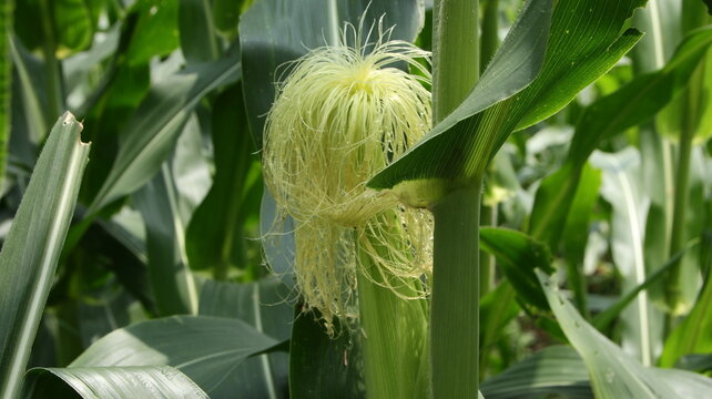 Corn silk emerges from the husk on a sunny summer day in a rural field, showing the plant's early stage of growth and potential for harvest.