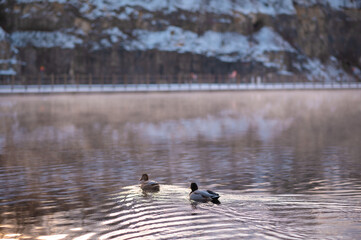 Two ducks swimming on a calm lake with snowy cliffs in the background.