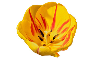 Nahaufnahme einer gelb roten Tulpenbl&uuml;te