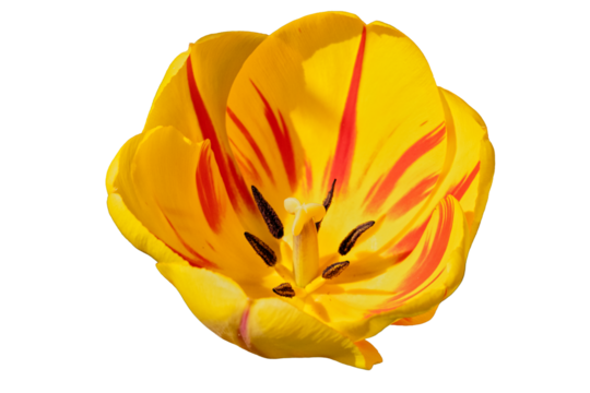 Nahaufnahme einer gelb roten Tulpenblüte