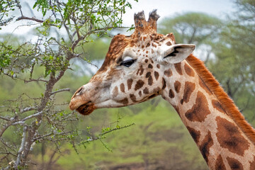 Gros plan sur la tête d'une girafe dans la plaine	