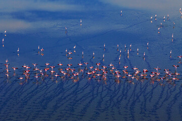 Flamingos at Koroneia Lake. Wildlife Amid Drought and Climate Change
