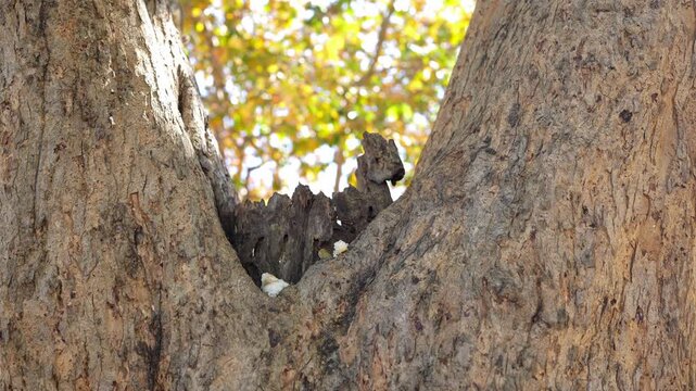 Squirrel Perched on Tree Trunk Reaches for Food Amidst Vibrant Autumn Leaves, Showcasing Natures Wildlife in Warm Forest Atmosphere