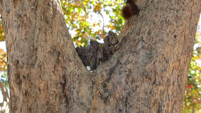 Close Up of Tree Trunk with Deep Crevice Showcasing Bark Texture and Vibrant Foliage, Squirrel Explores Hollow Section in Serene Outdoor Nature Scene