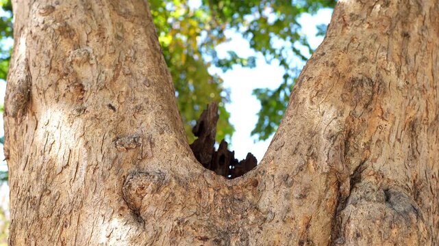 Close Up of Tree Trunk with V Shaped Notch, Showcasing Textured Bark and Vibrant Green Leaves, Highlighting Natures Beauty and Serenity in Lively Forest Setting