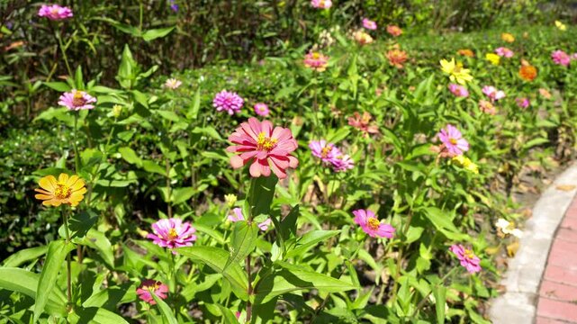 Vibrant garden filled with colorful flowers, showcasing zinnias in shades of pink and yellow, surrounded by lush greenery, creating outdoor space that evokes joy and tranquility
