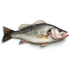 Fototapeta premium Fresh sea bass fish isolated white background with natural colors
