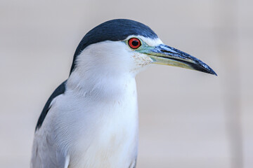 Black and White Wading Bird Portrait with Red Eye