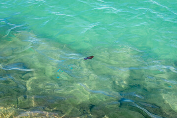 Fototapeta premium fish swimming in the sea