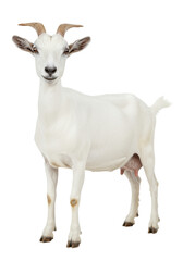 Obraz premium An adult female dairy goat with pristine transparent fur, curved horns, and a healthy udder stands with a calm demeanor in a professional studio with copy space. Agricultural portrait concept