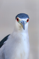 Black and White Wading Bird Portrait with Red Eye