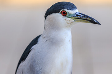 Black and White Wading Bird Portrait with Red Eye