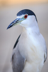 Black and White Wading Bird Portrait with Red Eye