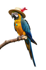 Fototapeta premium Colorful Parrot in Straw Hat with Feather