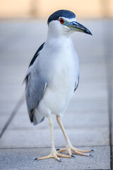 Black-crowned Night Heron Standing on Urban Pavement