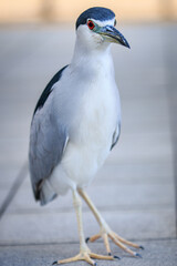 Black-crowned Night Heron Standing on Urban Pavement